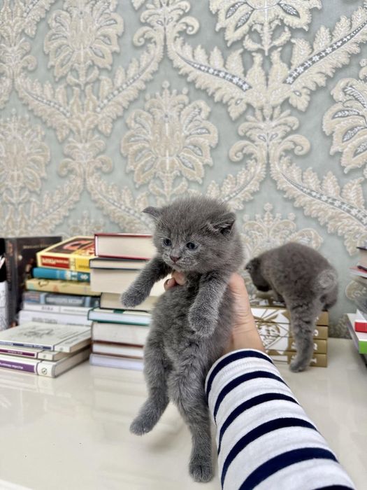 Котята 1 месяц Британский