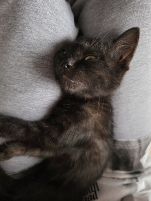Отдам кота, домашняя версия