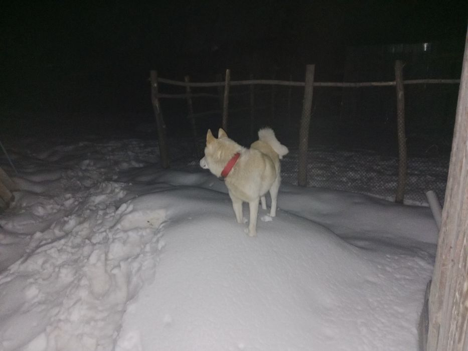 Лайка сатылады 3 жасар