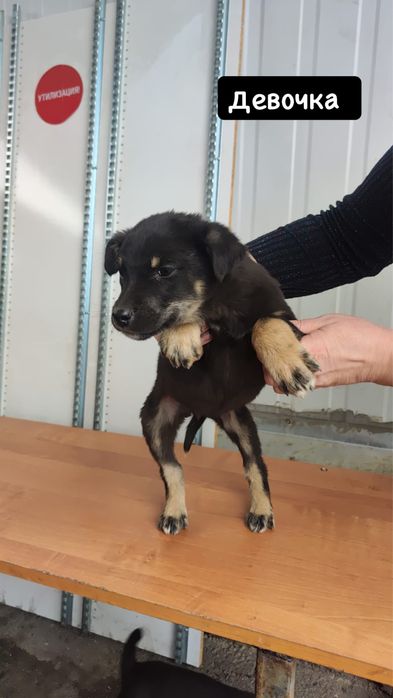 Пристраиваю шенков