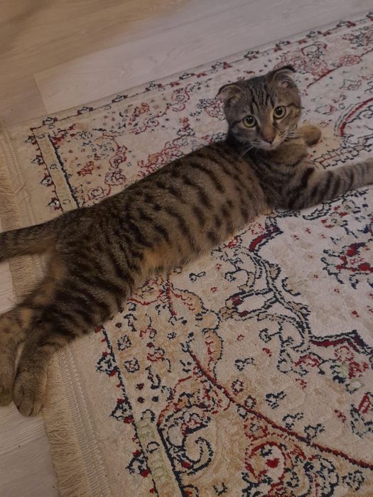 Кот по имени Миша