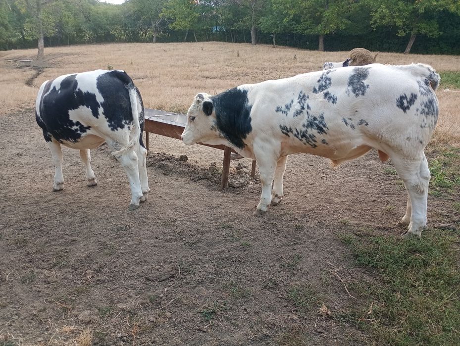 Vând 3 viței belgieni