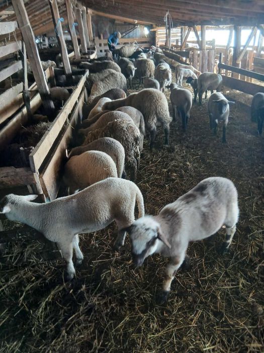 Vand 150 de oi cu miei