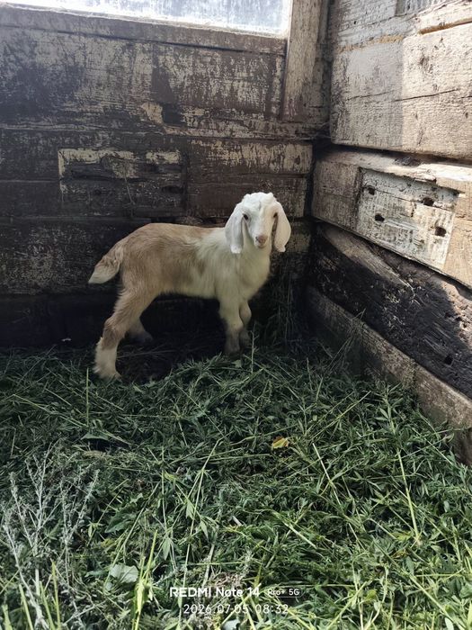 Продам козлик нуби помес с заненским