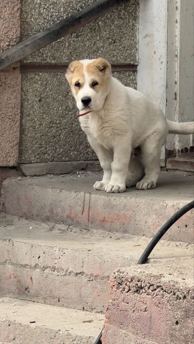 Щеной Алабая Кобель