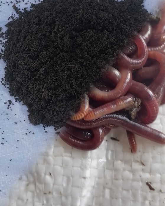 Chuvalchang kg xisobida