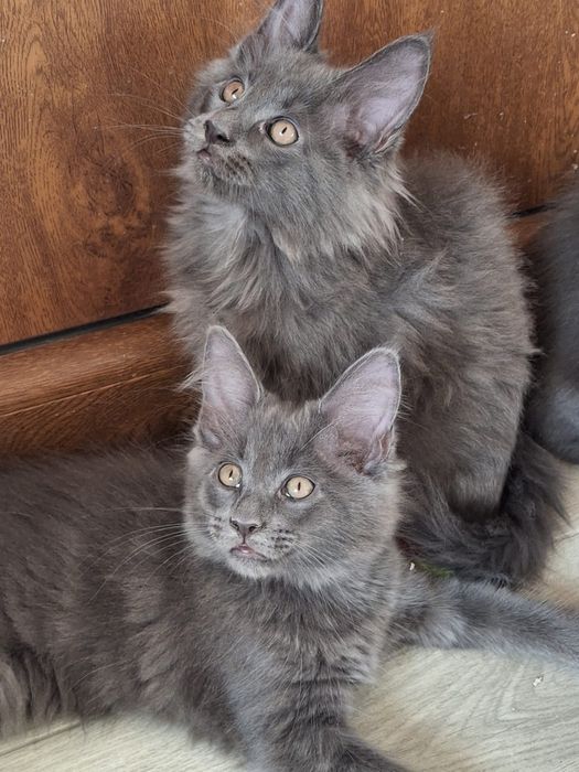 Puiutii Maine Coon cu pedigree