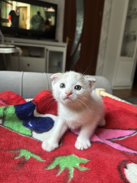 Котенок (д) в добрые руки, 1,5мес
