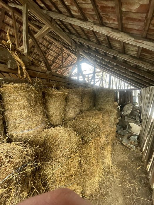 Vând baloți de lucernă.