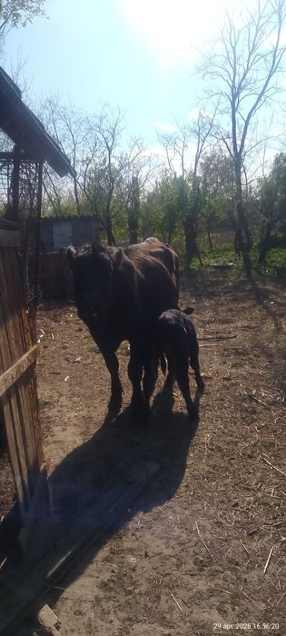 Vaca Angus de vanzare