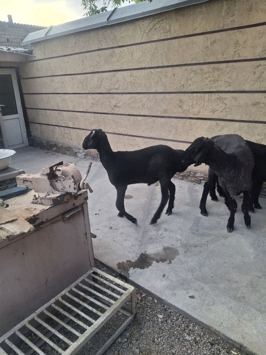 Қошқарлар сатылатын