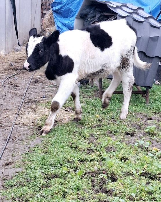 Vitea    4 luni sau variante