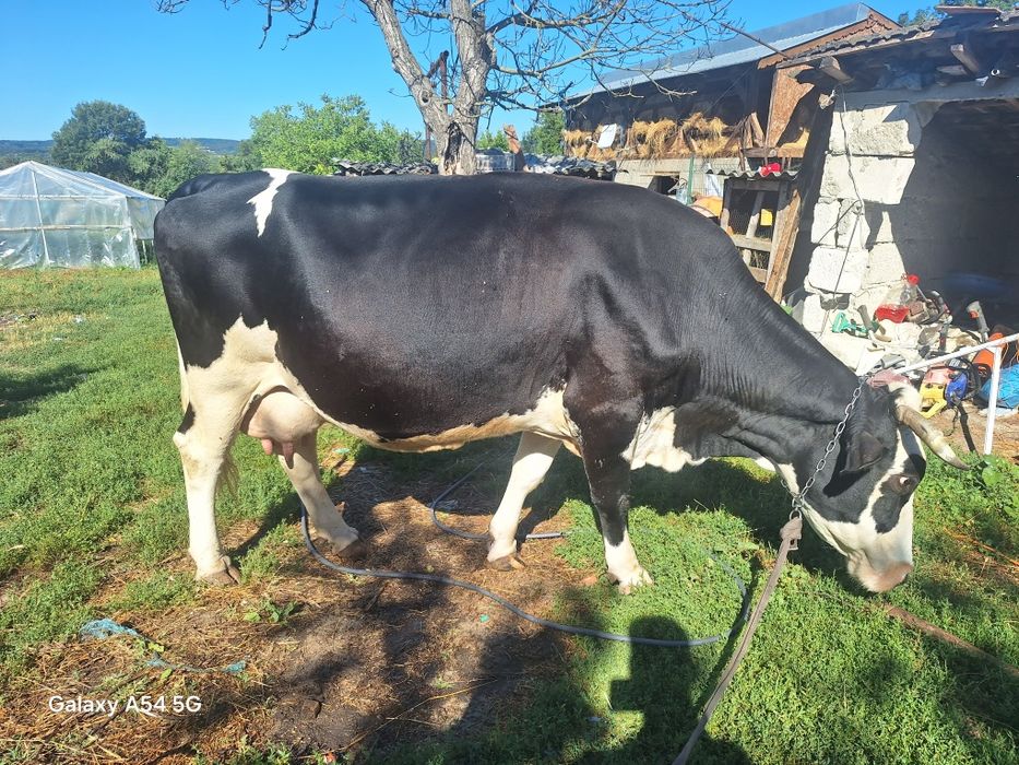 Vând vaca  gestantă