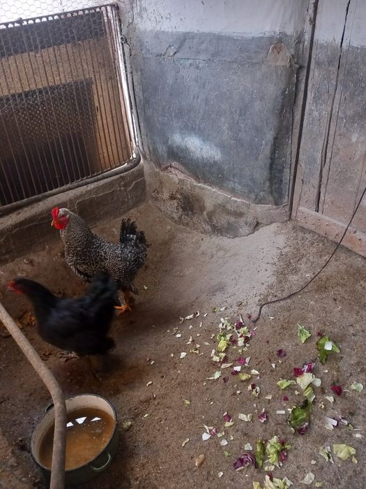 Cocos și găină frumoase