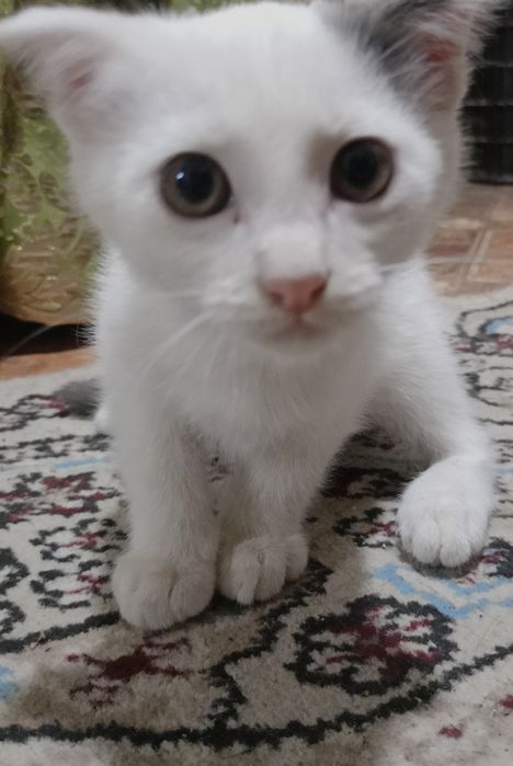Котята милые,пушистые