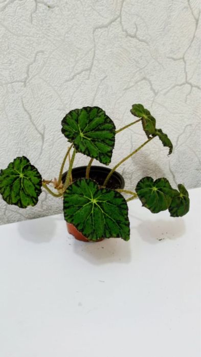 Продам комнатные цветы