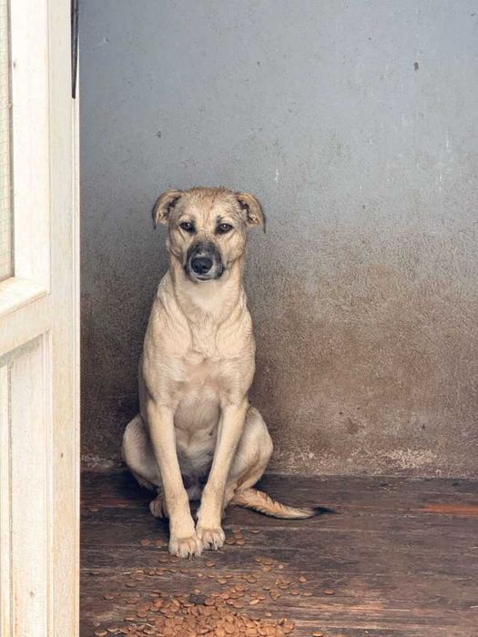 Adopta un caine - un sufletel are nevoie de stapan!