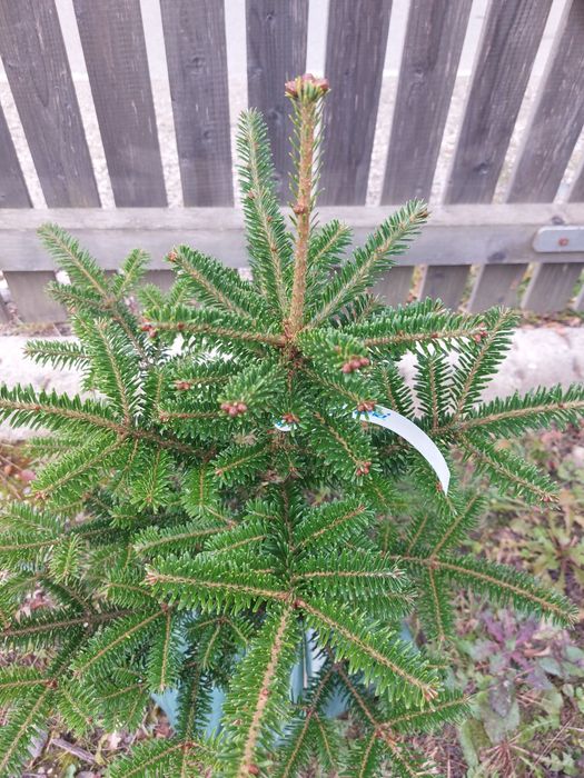 Brazi Abies fraseri cu balot de pamant- calibru 60-80 cm