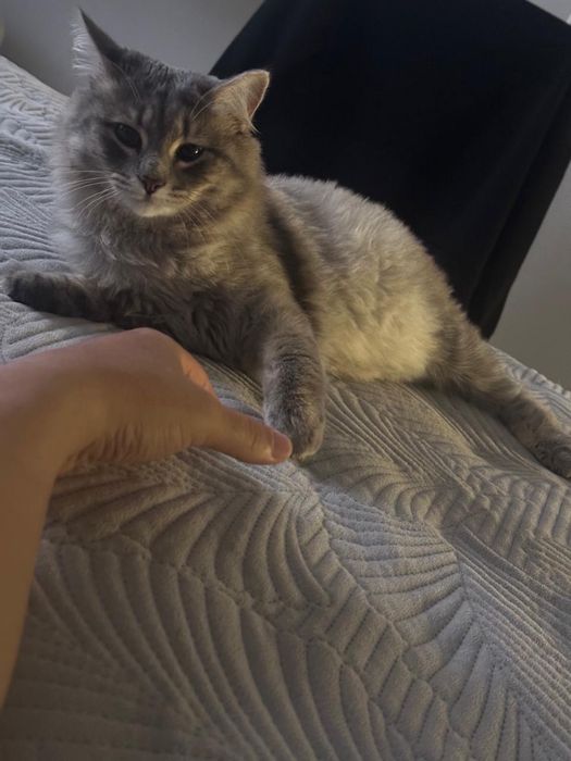 Отдам кота в хорошие руки