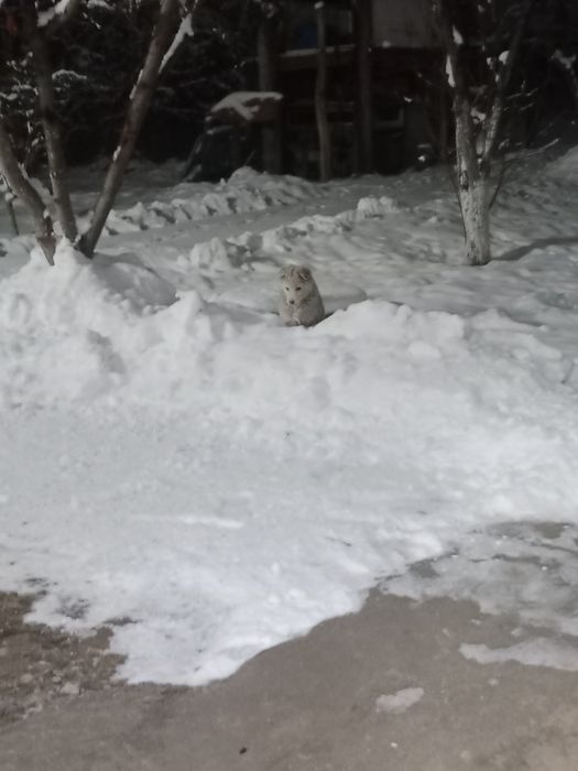 Продается щенок самоед девочка