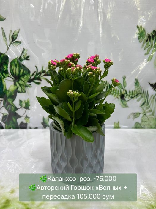 Каланхое, Папоротники разные, Аглаонема Крете  и др