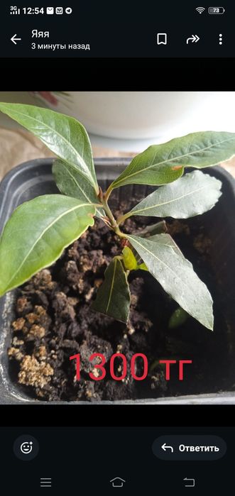 Продам лавровый лист