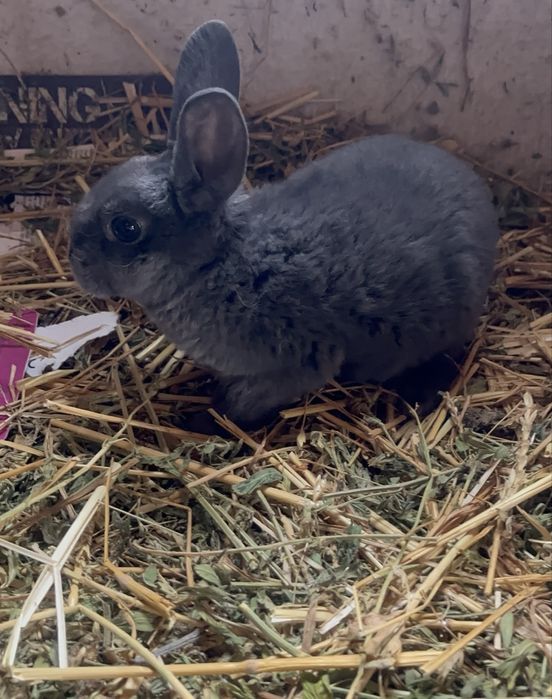 Disponibili iepurași  Rex pitic !