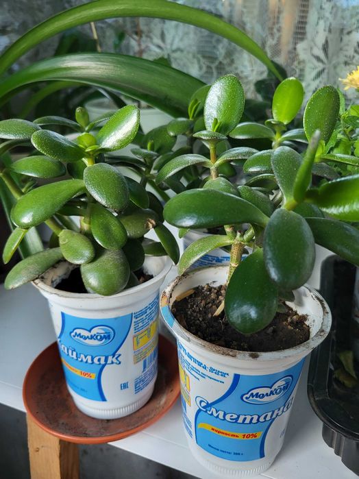 Продам комнатные цветы