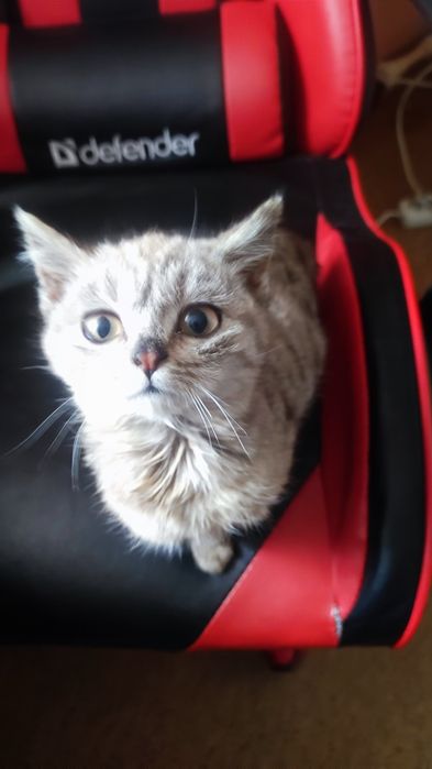 Отдам кошечку в хорошие руки