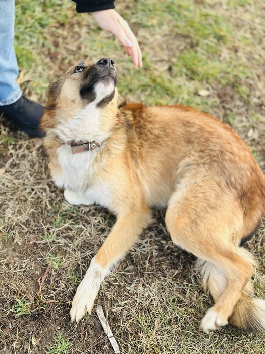 Бирочка ищет семью. Добрая собака