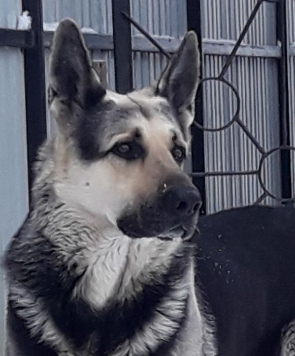 Титулованный кобель ВЕО