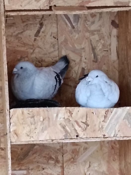 De vânzare trei perechi