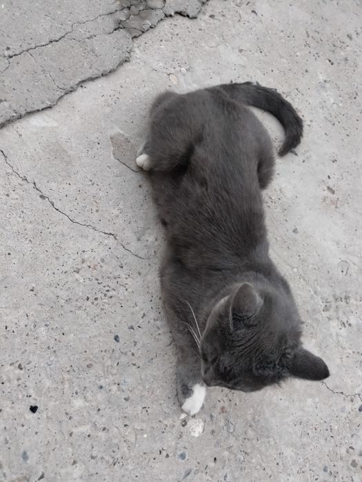 Кошка дам в лучшем руки