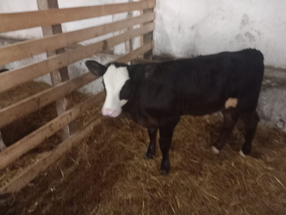 Vând un Taur angus