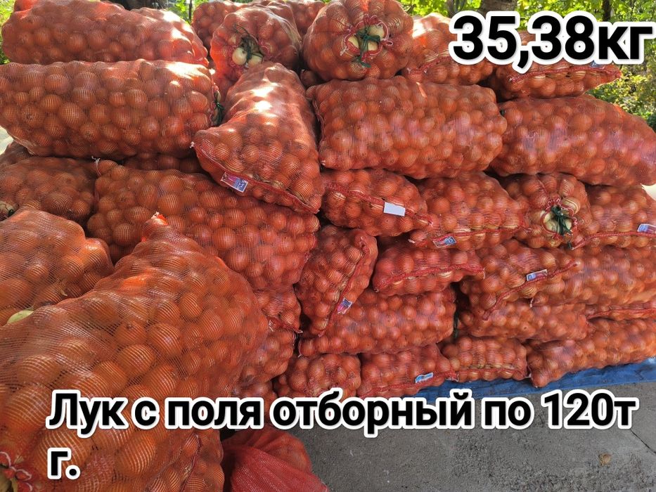 Лук с поля отборный по 120тг