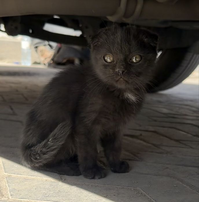 Котёнок вислоухий