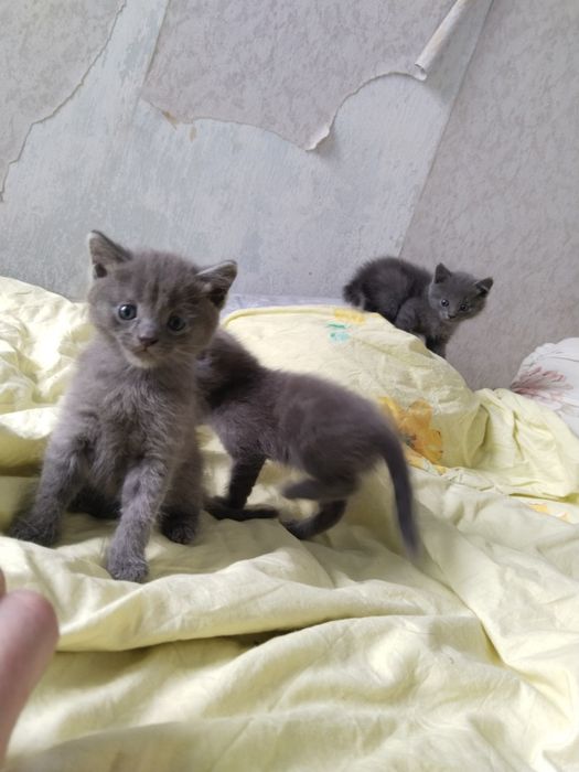 Продам котят помесь шотландского