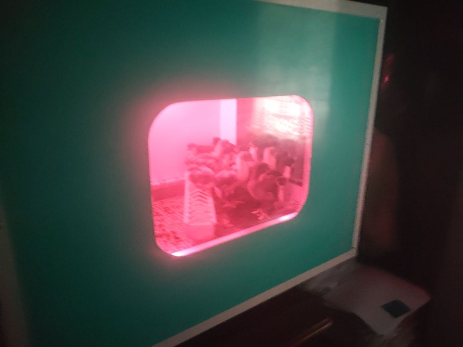 Vând 20 de pui australorp