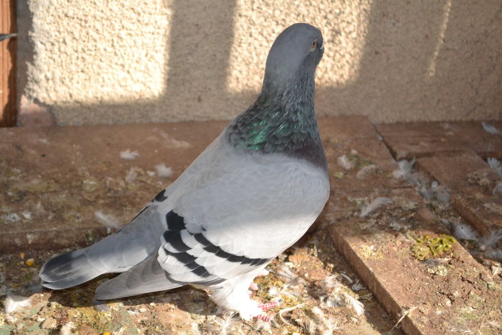 Porumbei Voiajori Standard