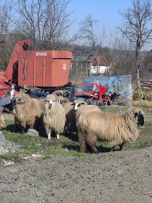 Vând oi țurcane.