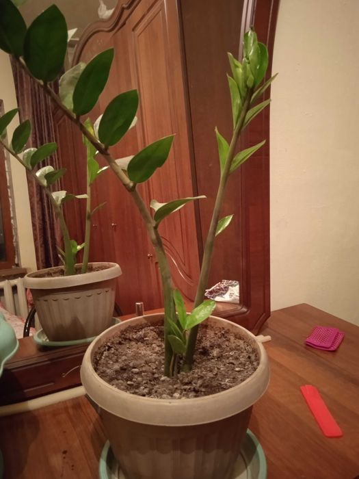 Доллар цветы комнатные для офиса,для дома