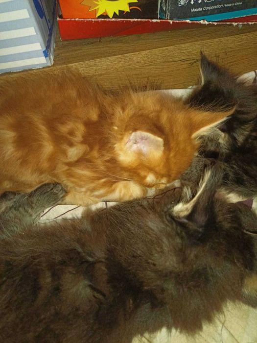 Котенца Мейн куун