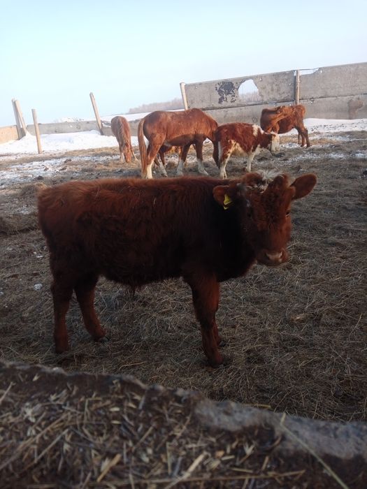 Бычок. Бұқа. Крс