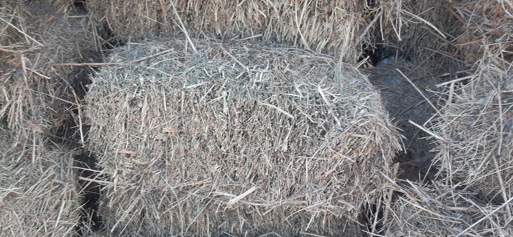 Янток ва беда прес сотилади