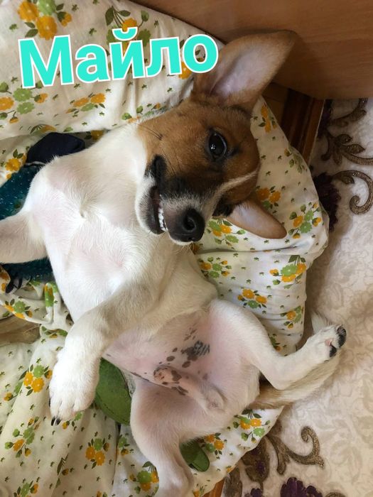 Передержка собак