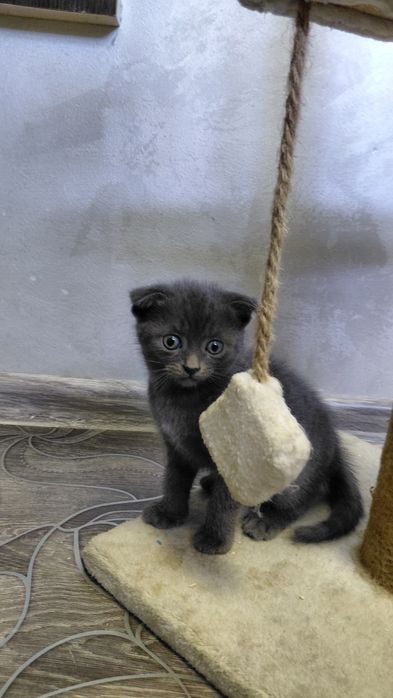 Вислоухие котята