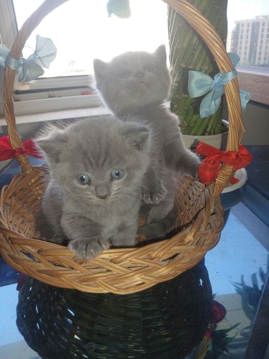 Срочно котята ищут новый дом