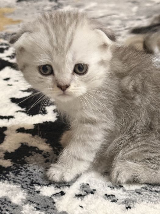 Mushuklar Scottish fold va Scottish strayt