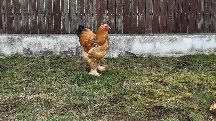 Ouă Brahma Columbia și Potârnichiu