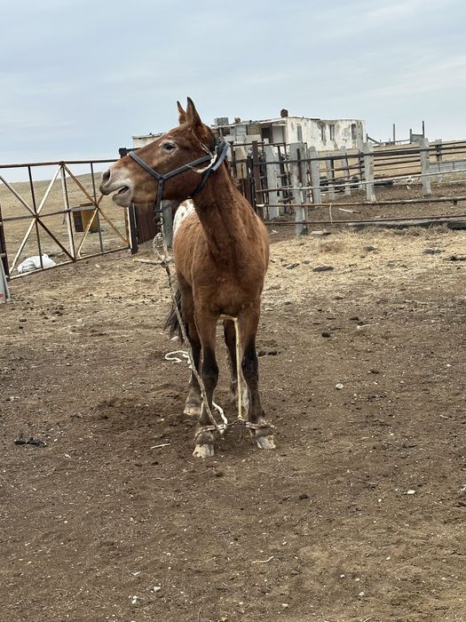 Еркек кунан сатылады шубар
